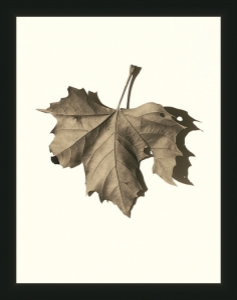 Norway Maple  by Alan Blaustein